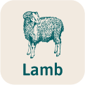 Lamb